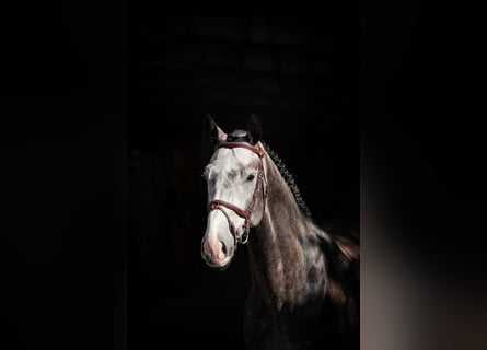 Zangersheide, Ruin, 6 Jaar, Schimmel