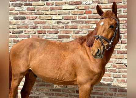 Zangersheide, Ruin, 7 Jaar, 148 cm, Vos