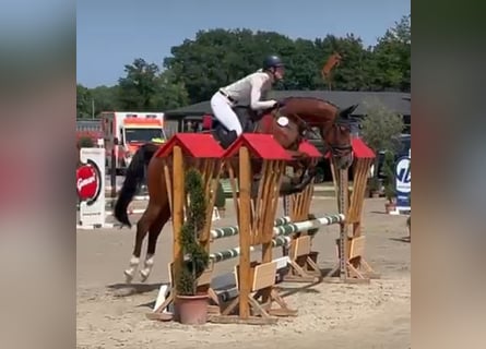 Zangersheide, Ruin, 7 Jaar, 165 cm, Bruin