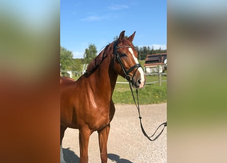 Zangersheide, Ruin, 7 Jaar, 170 cm, Vos