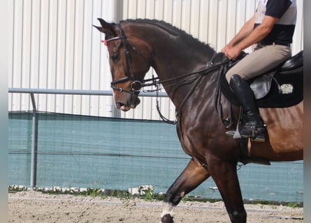 Zangersheide, Ruin, 7 Jaar, 180 cm, Donkerbruin