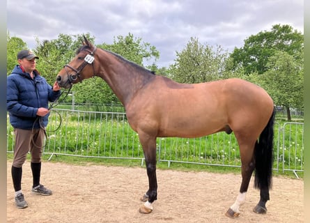 Zangersheide, Ruin, 9 Jaar, 170 cm, Bruin