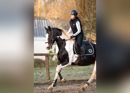 Zangersheide, Semental, 10 años, 170 cm, Tobiano-todas las-capas