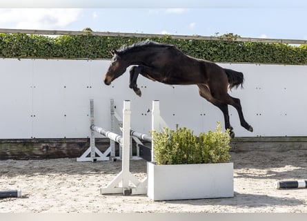 Zangersheide, Semental, 1 año, 158 cm, Castaño