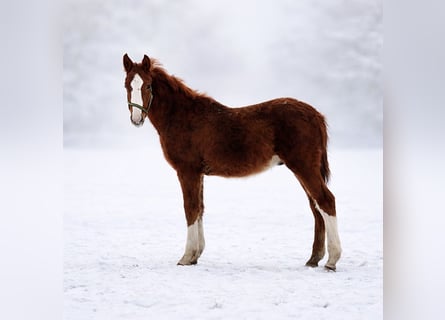 Zangersheide, Semental, 1 año, 167 cm, Alazán