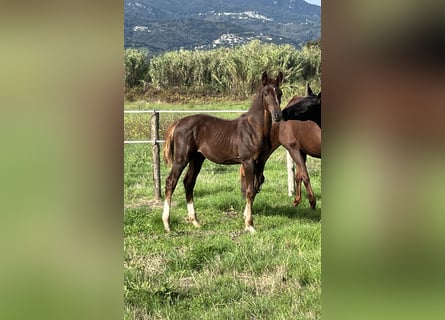 Zangersheide, Semental, 1 año, Alazán