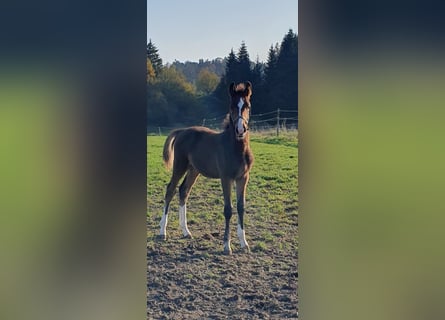 Zangersheide, Semental, 1 año, Castaño