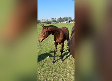 Zangersheide, Semental, 1 año, Castaño