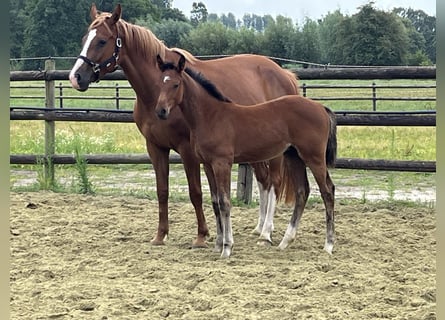 Zangersheide, Semental, 1 año, Castaño