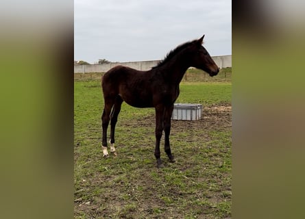 Zangersheide, Semental, 1 año, Castaño oscuro