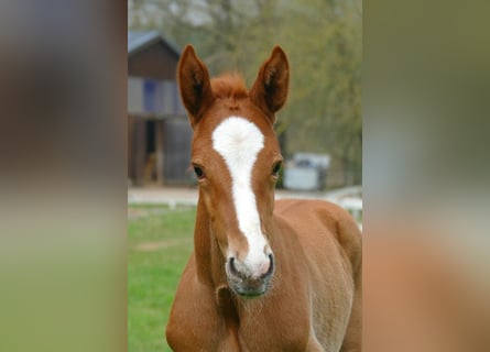 Zangersheide, Semental, 1 año, Musgo