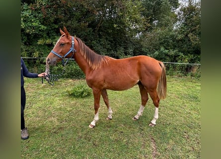 Zangersheide, Semental, 2 años, 146 cm, Alazán