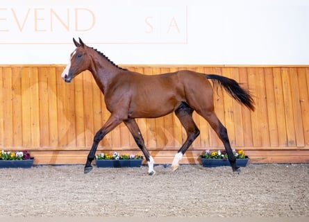 Zangersheide, Semental, 2 años, Castaño rojizo