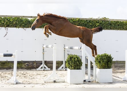Zangersheide, Semental, 3 años, 166 cm, Alazán
