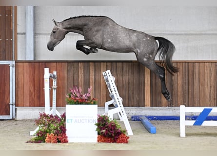 Zangersheide, Semental, 3 años, 167 cm