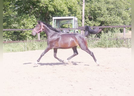 Zangersheide, Semental, 3 años, 168 cm, Castaño oscuro