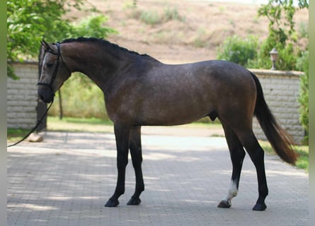 Zangersheide, Semental, 3 años, 170 cm, Tordo