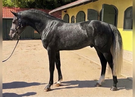 Zangersheide, Semental, 3 años, 170 cm, Tordo