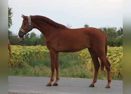 Zangersheide, Semental, 3 años, 171 cm, Alazán