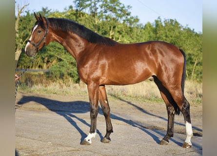 Zangersheide, Semental, 3 años, 174 cm, Castaño oscuro