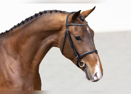 Zangersheide, Semental, 3 años, Castaño