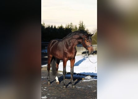 Zangersheide, Semental, 3 años, Castaño