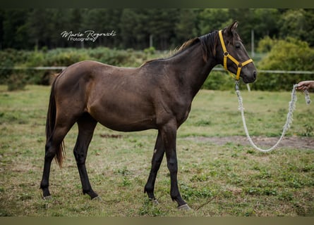 Zangersheide, Semental, 4 años, 148 cm, Negro
