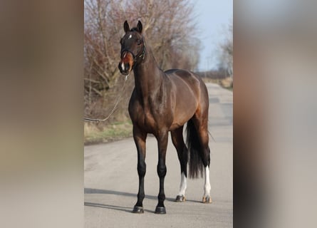 Zangersheide, Semental, 4 años, 170 cm, Castaño oscuro Zangersheide, Semental, 4 años, 170 cm, Castaño oscuro