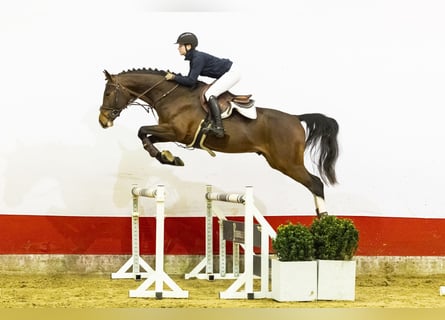 Zangersheide, Semental, 4 años, 172 cm