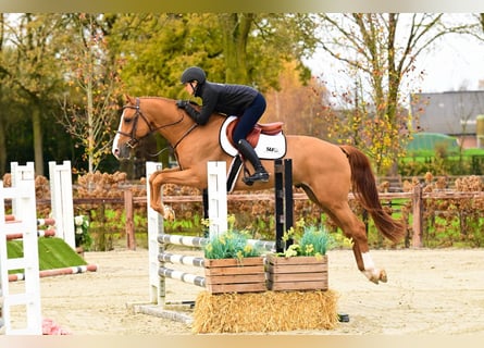 Zangersheide, Semental, 5 años, 164 cm, Alazán