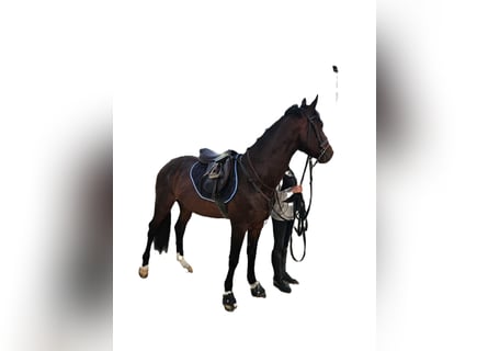 Zangersheide, Semental, 5 años, 164 cm, Castaño