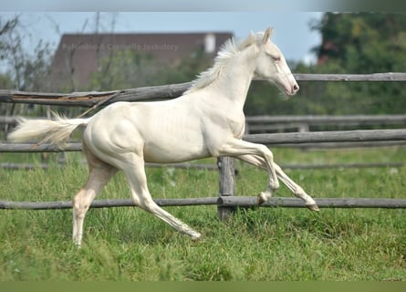 Zangersheide, Semental, Potro (02/2024), 165 cm, Cremello