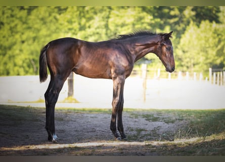 Zangersheide, Semental, Potro (04/2025), Castaño oscuro