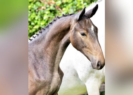 Zangersheide, Stallone, 1 Anno, 150 cm, Grigio