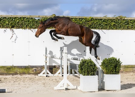 Zangersheide, Stallone, 2 Anni, 154 cm