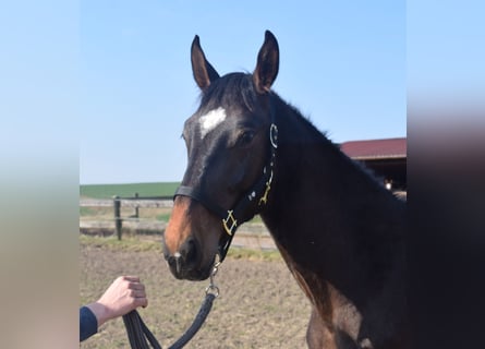 Zangersheide, Stallone, 2 Anni, 156 cm, Baio