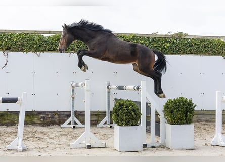 Zangersheide, Stallone, 2 Anni, 160 cm, Baio