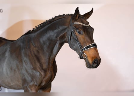 Zangersheide, Stallone, 2 Anni, 167 cm, Baio scuro