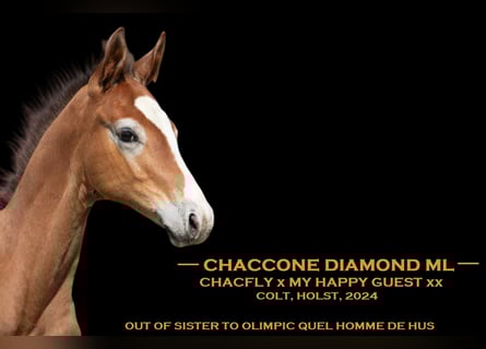 Zangersheide, Stallone, 2 Anni, 168 cm, Grigio