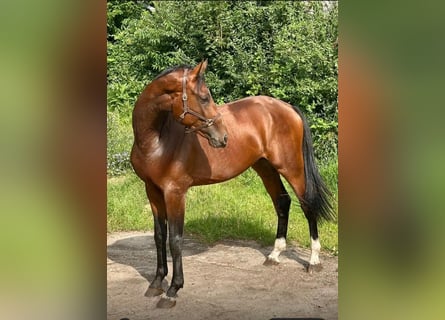 Zangersheide, Stallone, 2 Anni, 172 cm, Baio