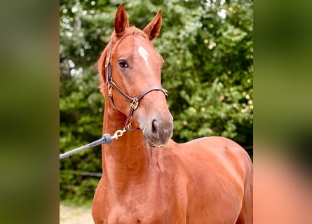 Zangersheide, Stallone, 2 Anni, 172 cm, Sauro