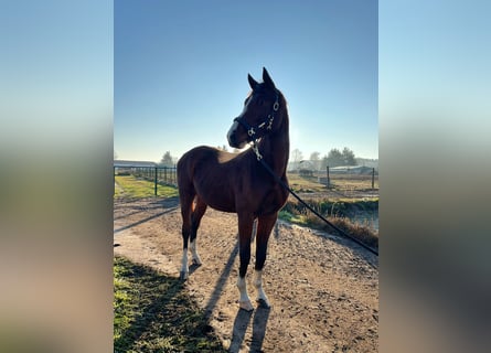 Zangersheide, Stallone, 2 Anni, 175 cm, Baio ciliegia