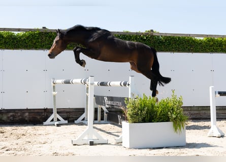 Zangersheide, Stallone, 3 Anni, 155 cm, Baio scuro