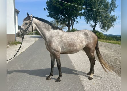 Zangersheide, Stallone, 3 Anni, 155 cm, Grigio