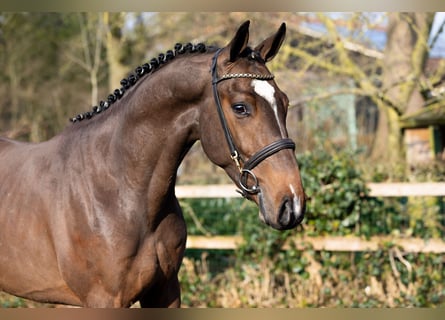 Zangersheide, Stallone, 3 Anni, 163 cm