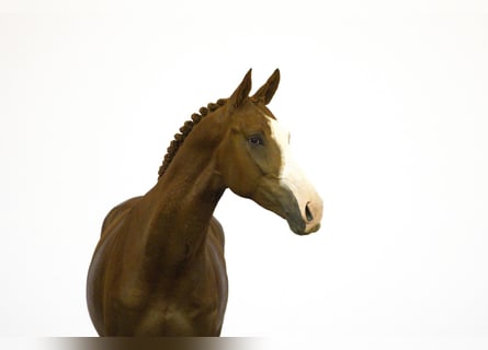 Zangersheide, Stallone, 3 Anni, 165 cm, Sauro