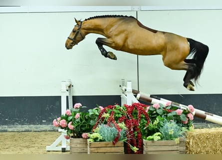 Zangersheide, Stallone, 3 Anni, 167 cm, Baio