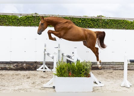 Zangersheide, Stallone, 3 Anni, 167 cm, Sauro
