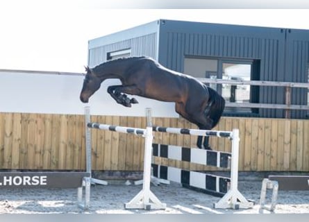 Zangersheide, Stallone, 3 Anni, 168 cm, Baio