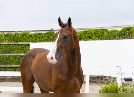 Zangersheide, Stallone, 3 Anni, 168 cm, Baio